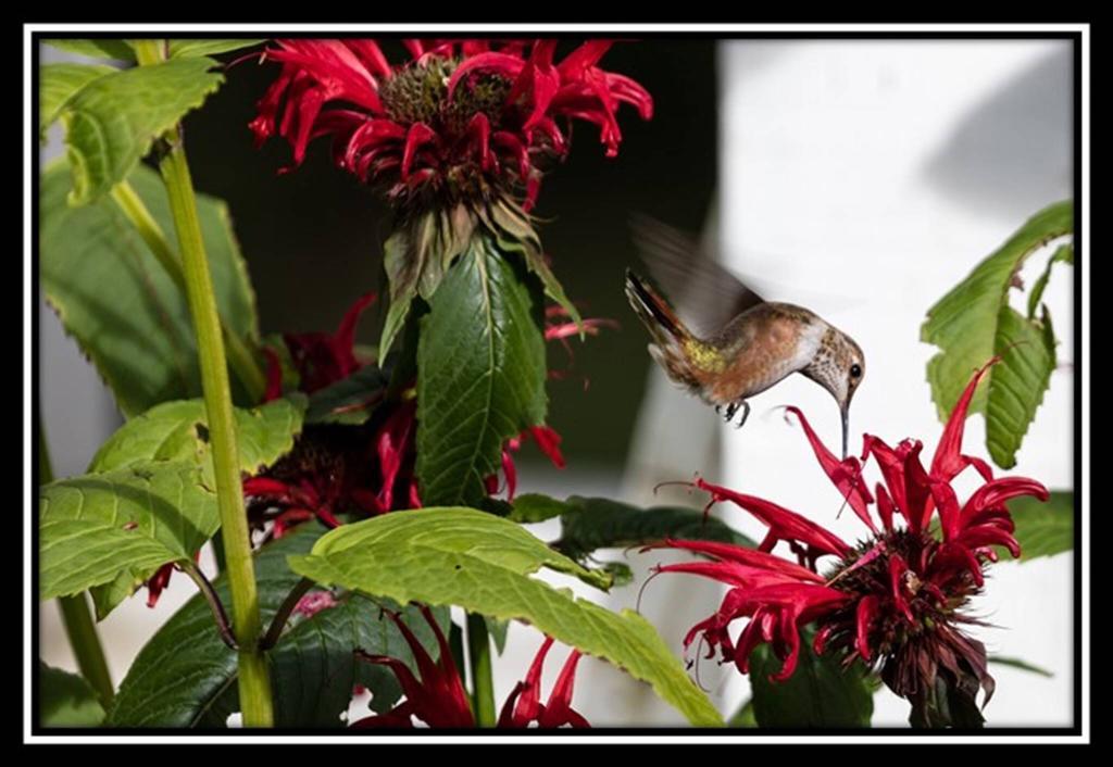 Hummingbird Bed And Breakfast Clearwater Exterior photo